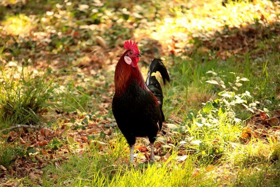 Апартаменты 2 Coeurs 2 Landes Garrosse Экстерьер фото